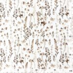 Single Jersey - Dry Grasses Cremeweiß