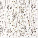 Popeline - Dry Grasses