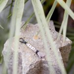 DIY Stoffe Inspiration - Sticktwist - Buchstaben - Eckig - Karabiner