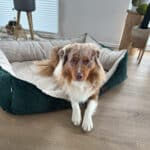 Diy Stoffe Inspiration 582v Hundekoerbchen Tierbett Tierkoerbchen Animal Katzenkoerbchen Kuschelfleece Velvet Strukturiert Pinie Natur